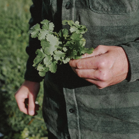 Coriandre commune
