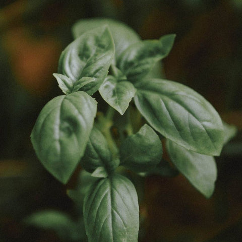 Graines de Basilic grand vert bio