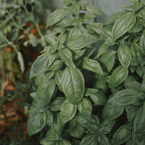 Graines de Basilic grand vert bio