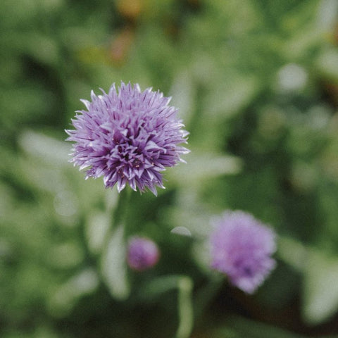 Graines de Ciboulette commune bio