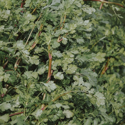 Graines de Coriandre commune bio