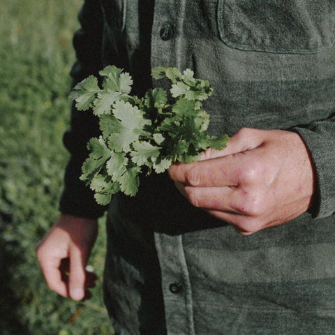Graines de Coriandre commune bio