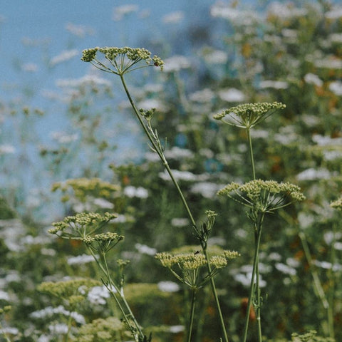Graines de Persil commun bio