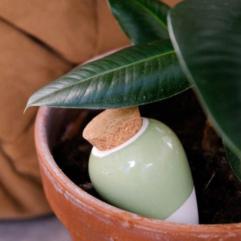 Réservoir À Eau "Olla Hydratant" - Vert