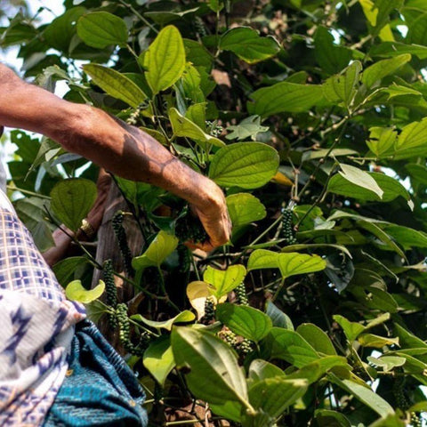 Poivre noir de Malabar bio Épices Shira