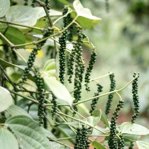 Poivre noir de Malabar bio Épices Shira